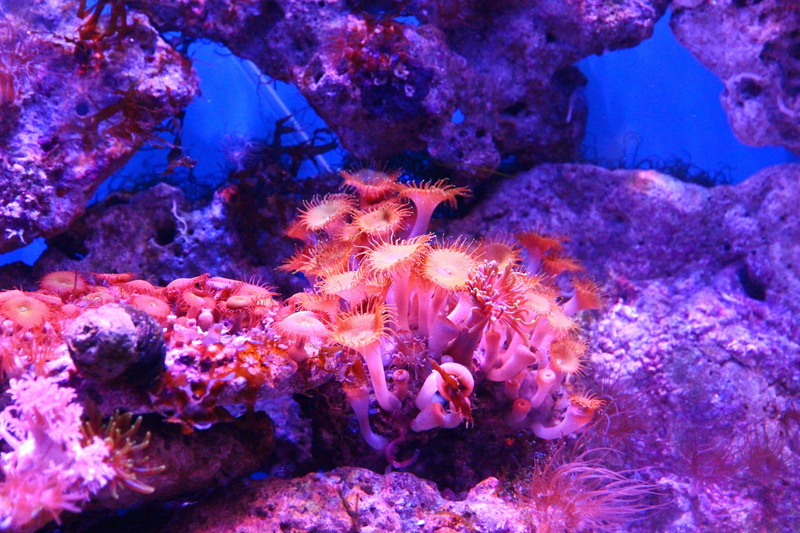 pink color, aquarium, sea ​​bottom, bottom, swimming, animal themes, marine aquarium, outdoors, nature, animal wildlife, group of animals, beauty in nature