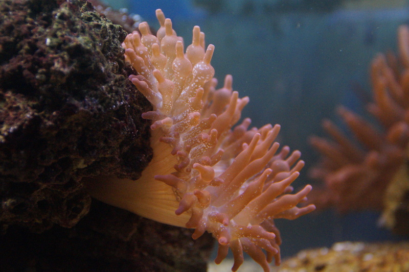 undersea, marine, one animal, sea, tank, animal wildlife, ocean, no people, meeresbewohner, bright, pink, coral, color, nature, close, sea life, beauty in nature