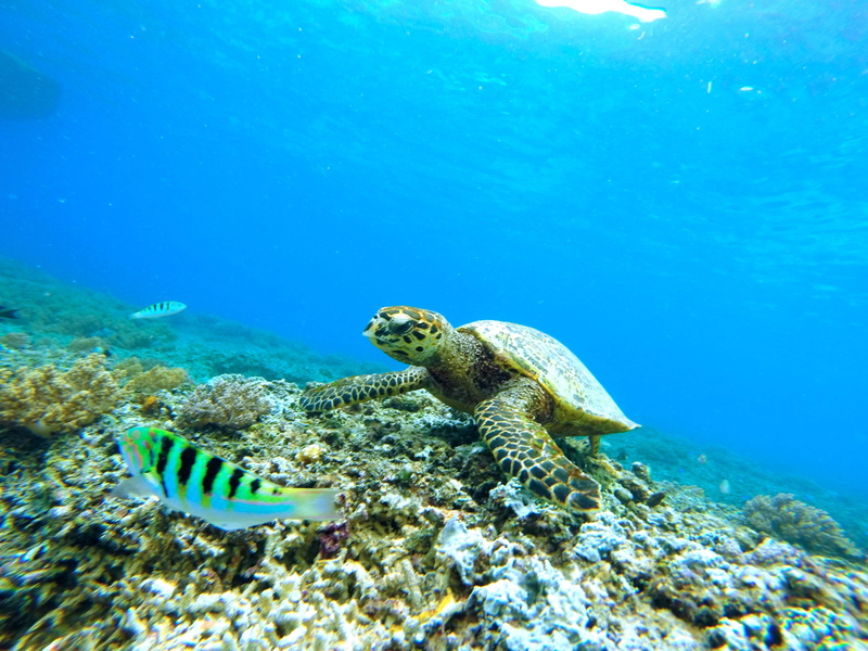 marine life, one animal, turquoise colored, undersea, underwater, sea life, animal, coral, 4K, nature, underwater world, reptile, sea, vertebrate, no people