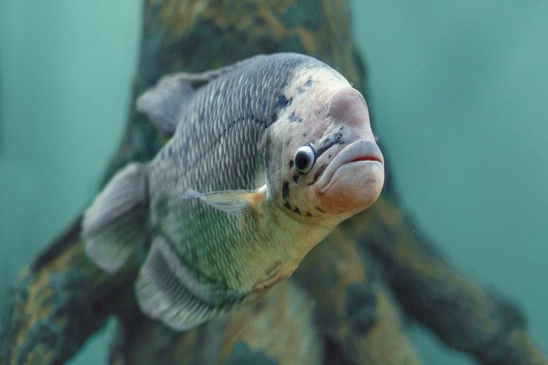 1080P, Undersea, Water, underwater, nature, sea, vertebrate, close-up, one animal, animal, Aquarium, undersea world, animals in captivity, animal wildlife