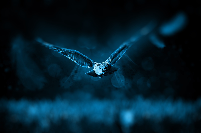 mid-air, blue, animal themes, animal wildlife, bird, invertebrate, wilderness, fly, nighttime, carnivores, animal body part, photo, hunt, spread wings