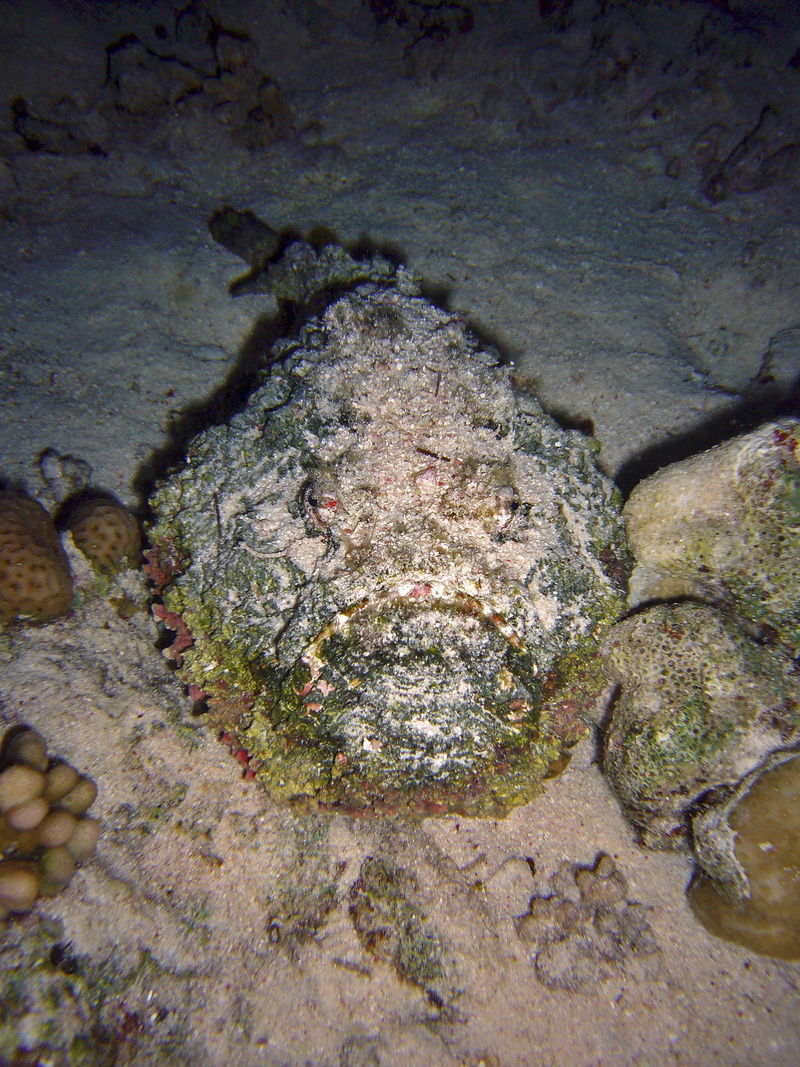 Water, Underwater, stone fish, undersea, danger, animal, textured, Diving, camouflage, ocean, marine, sea, sea life, one animal, animal themes, outdoors