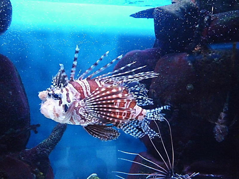 aquarium, Venomous, animal, color, Red Lionfish, glass - material, animals in the wild, Fish, marine, vertebrate, undersea, water, sea, 2K, sea life, swimming