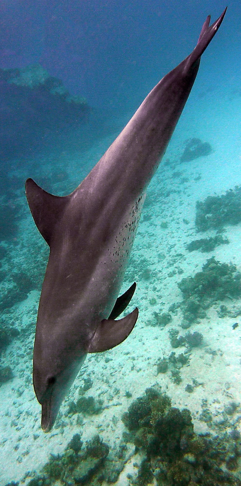 fish, day, nature, dolphins, shot, mammal, animal, 1080P, marine mammals, water, sea life, animals in the wild, animal wildlife, stingray, photo, underwater world
