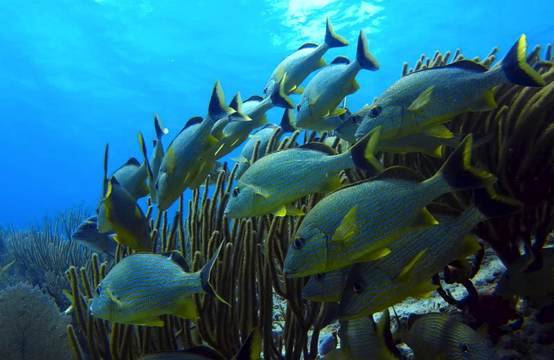 coral, large group of animals, Fish, animal wildlife, nature, underwater, diving, Underwater World, undersea, swimming, no people, school of fish, sea