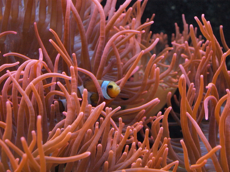 tentacle, creature, Clown Fish, water creature, water, anemones, animals in the wild, animal themes, swimming, no people, Nemo, symbiosis, reef, meeresbewohner