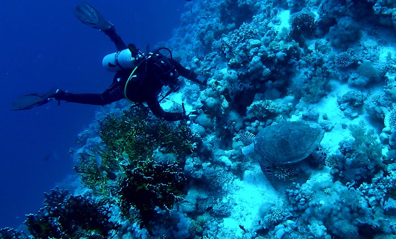 animal themes, sea life, animals in the wild, 1080P, Underwater World, turtle, exploration, scuba diving, marine, coral, sport, undersea, invertebrate
