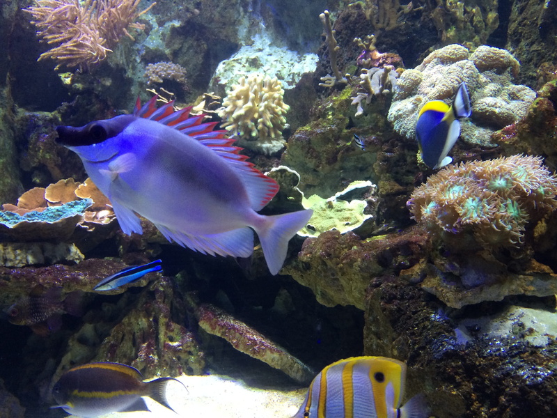 animal wildlife, sea life, no people, animals in the wild, Aquarium, animal, animals in captivity, Fish, 2K, marine, invertebrate, swimming, sea, water