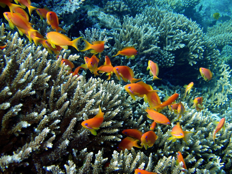 photo, group of animals, large group of animals, no people, Diving, school of fish, animal, invertebrate, Fish, vertebrate, clown fish, underwater world
