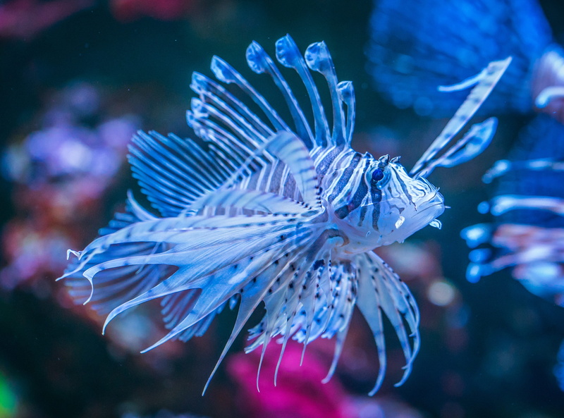 marine, water, animal themes, swimming, sea life, 2K, animal, one animal, vertebrate, animals in captivity, nature, undersea world, close-up, undersea