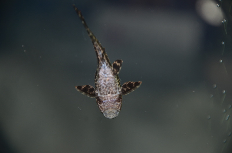 one animal, animal body part, 4K, fish in the water, undersea world, day, nature, reptile, home decor, water, animals in the wild, pink fish, aquarium