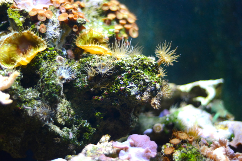 marine, fish, animal themes, diving, 5K, sea life, water, animals in the wild, animal wildlife, coral, Coral, close-up, Underwater, no people, outdoors