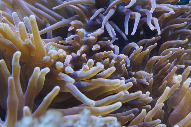 marine, anemone, ocean, undersea, exotic, beauty in nature, structure, animals in the wild, animal, group of animals, Sea Anemones, mollusk, aquarium, underwater