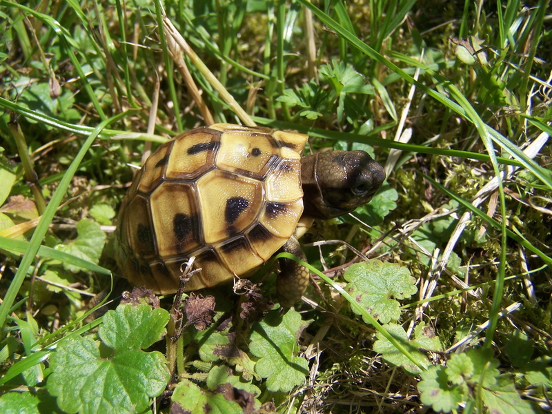 brown, animals in the wild, plant, juvenile, animal, reptile, wildlife, nature, one animal, invertebrate, plant part, tortoise shell, 2K, day, growth