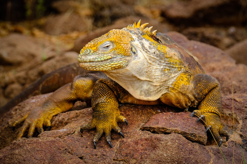 gecko, wildlife, animal body part, food, animal scale, eating, lizard, green lizard, cricket insect, animal head, rock, no people, scorpion, one animal
