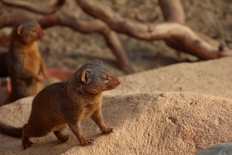 looking, solid, animals in the wild, wildlife, day, focus on foreground, strap, animal wildlife, ground, land, reptile, whisker, one animal, otter, animal