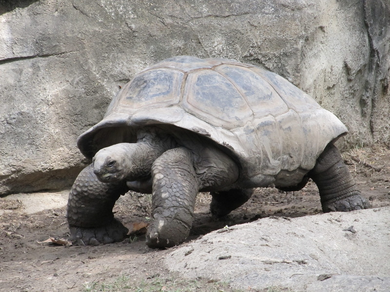 slow, gray, wildlife, giant tortoise, shell, animal wildlife, field, rock, outdoors, vertebrate, large, walking, animals in captivity, rock - object, nature