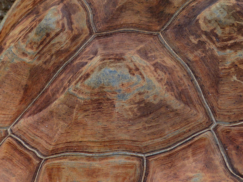 testudinidae, tortoise, outdoors, brown, close-up, Armor, textured, beauty in nature, tree, full frame, Turtle, animal wildlife, day, geochelone nigra