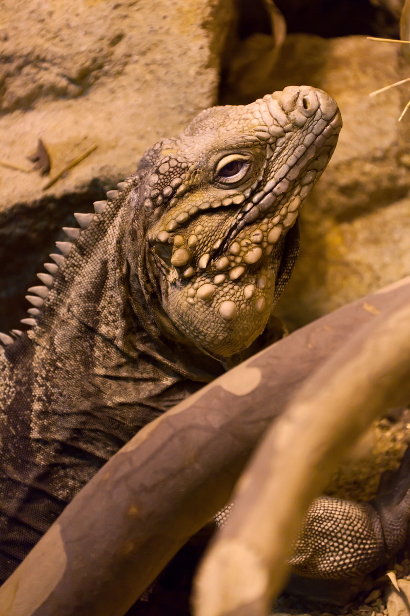 detail, mouth open, day, lizard, animal scale, crocodile, animal body part, large, creature, sunlight, animals in the wild, dragon, animal head, ground