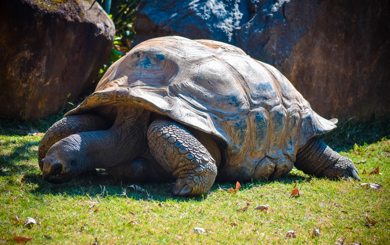 slow, looking, animal shell, no people, large, zoo, environment, animals in the wild, field, animal themes, animal neck, tortoise, shell, wild, wildlife