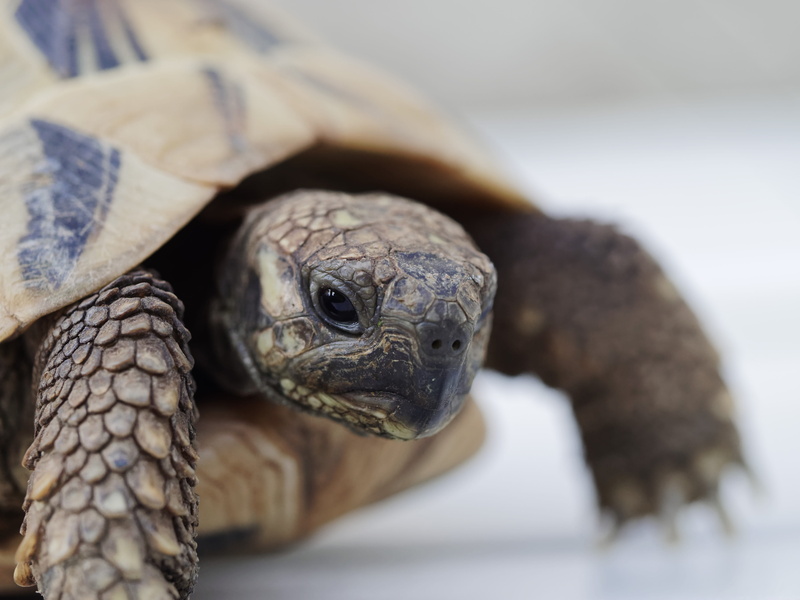 animal themes, slowly, greek tortoise, animal scale, animal body part, animal, vertebrate, animal head, close-up, selective focus, no people, tortoise