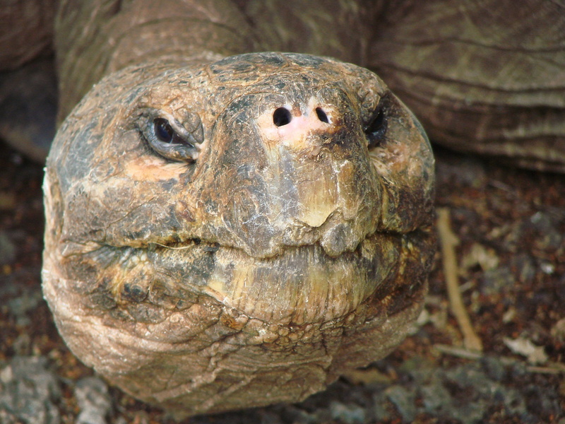 animal wildlife, photo, galapagos islands, giant, reptile, vertebrate, tortoise shell, no people, animal, old, tortoise, land, animal body part, gray, animal themes