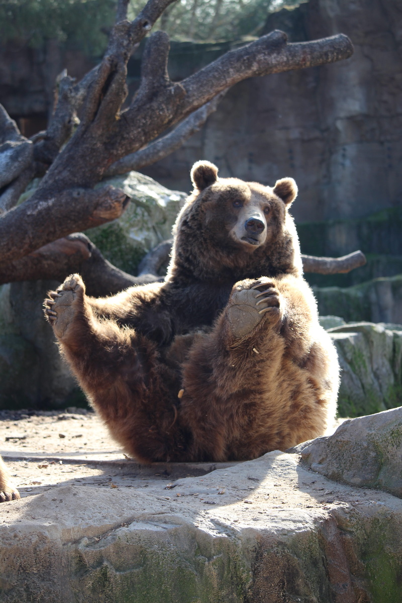 animals And Pets, 5K, animals in captivity, carnivore, vertebrate, outdoors, forest, one animal, large, focus on foreground, day, animal themes, no people