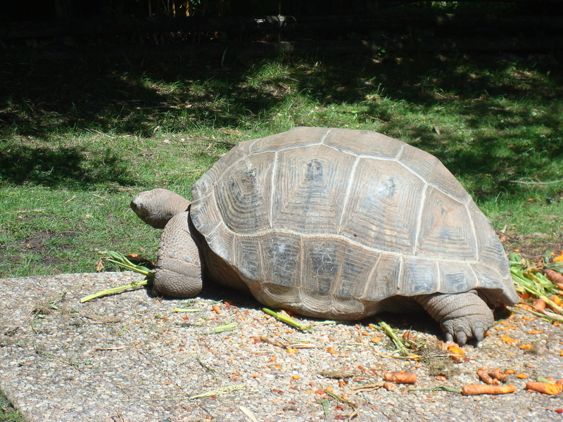 vertebrate, plant, giant tortoise, 2K, Animals, shell, tortoise shell, Turtle, land, animal themes, no people, outdoors, zoo, day, reptile, one animal