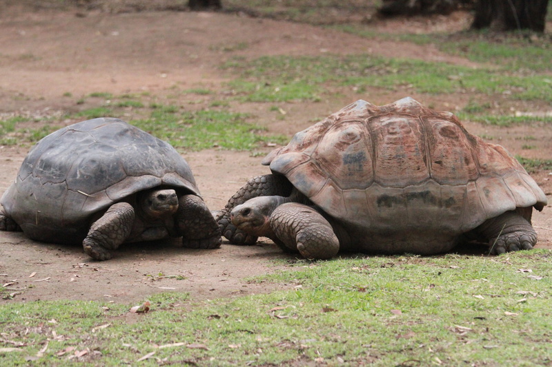 no people, animal shell, endangered Species, animal themes, wildlife, reptile, animal wildlife, animals In The Wild, group of animals, shell, giant, two animals