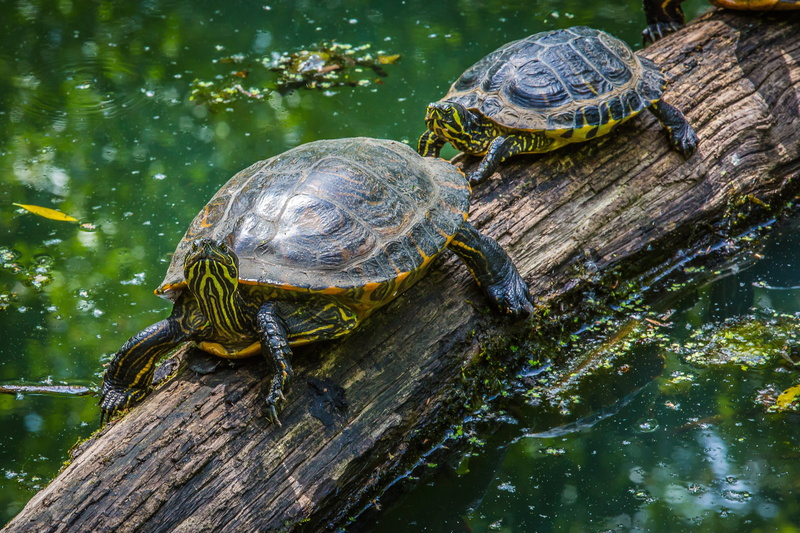 no people, 4K, panzer, turtle, armored, one animal, lake, animal shell, animals in the wild, log, animal, water, tortoise shell, shell, nature, vertebrate