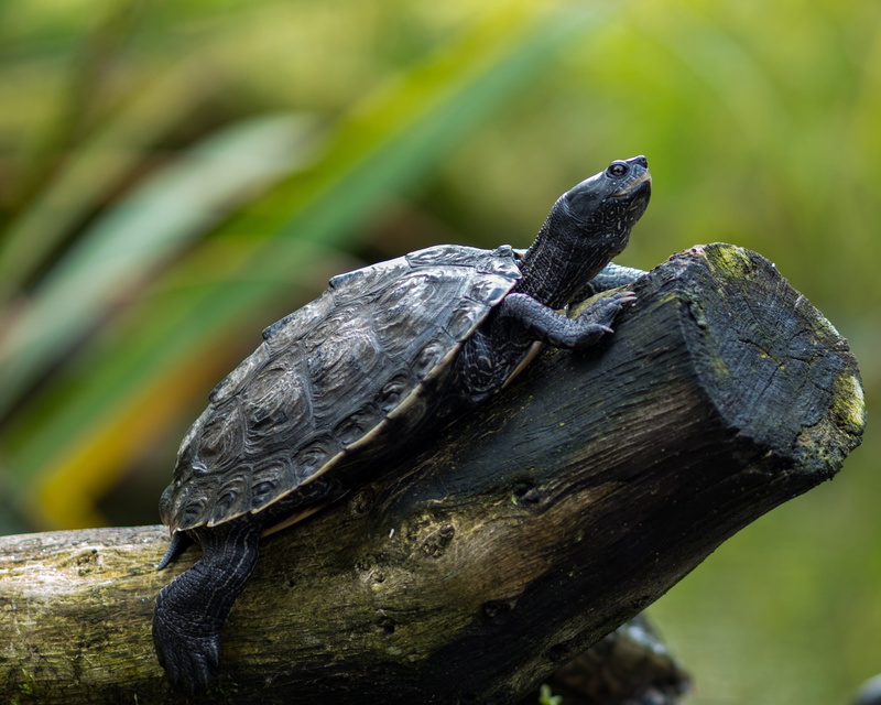 animal, nature, beige, panzer, water turtle, wood, zoo, on the water, raft, swim, focus on foreground, timber, branch, outdoors, iguana, turtle, animal wildlife
