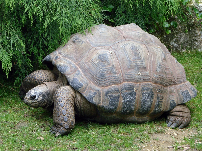 turtle, day, 2K, land, grass, big, plant, slow, wildlife, reptile, zoo, giant, large, outdoors, walking, animal themes, nature, animal shell, animal wildlife