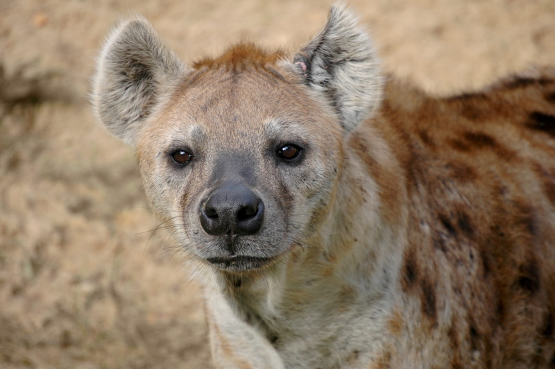 safari, nature, black, hyena, tourism, portrait, brown, dangerous, 2K, animal, looking at camera, face, close-up, outdoor, day, animal body part, park