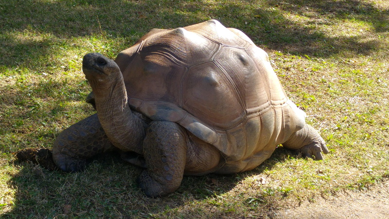 mammal, day, giant tortoise, plant, 5K, animals in the wild, animal wildlife, sunlight, vertebrate, reptile, animal themes, carapace, herbivorous, land