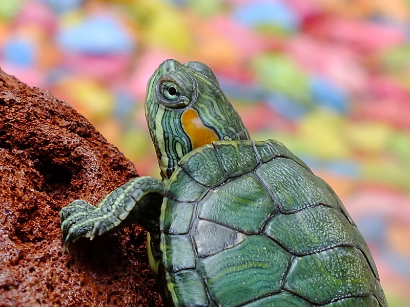 reptiles, no people, animal themes, reptile, profile view, plant, day, focus on foreground, brown, stone, animals, tortoise, rock, foreground, close-up