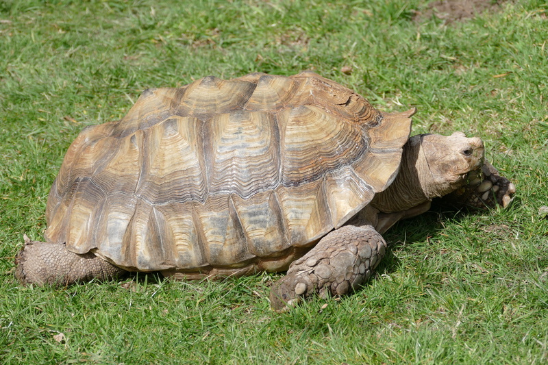 5K, animal themes, tortoise shell, armor, reptile, no people, animal wildlife, grass, animals in the wild, zoology, land, wild, tortoise, nature, relaxation