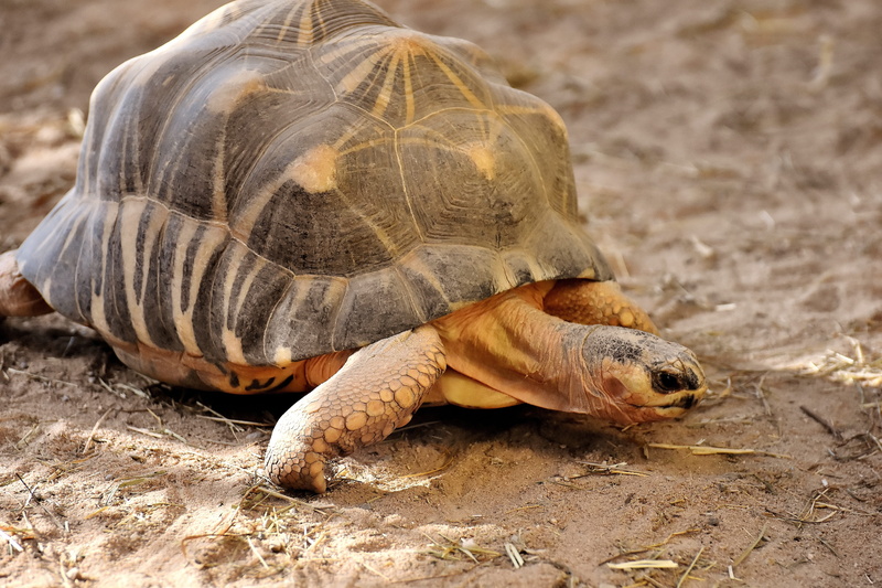 tierpark hellabrunn, outdoors, day, one animal, animal themes, marine, turtle, animal shell, animal, nature, beach, close-up, panzer, animal wildlife, munich