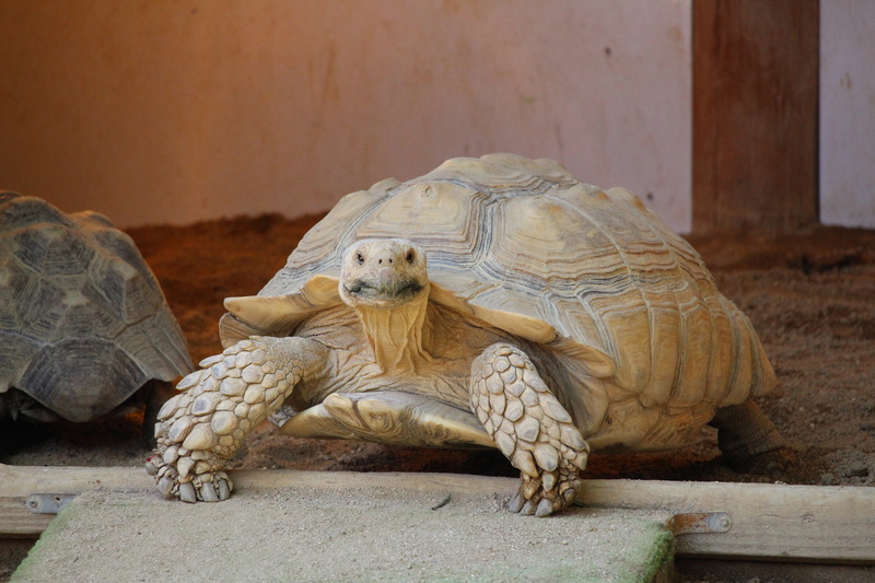 shell, zoo, one animal, 5K, tortoise, boredom, vertebrate, nature, portrait, outdoors, animal shell, brown, day, close-up, animal, tortoise shell, animal themes