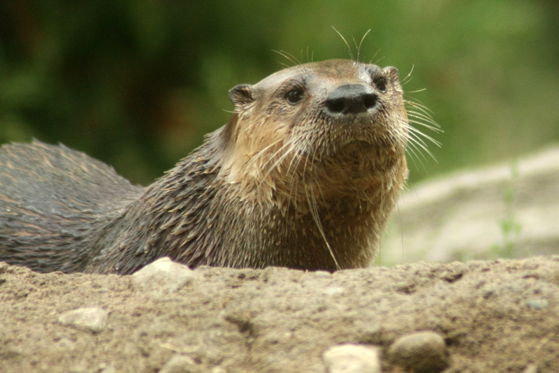 shallow focus, wet, perspective, eyes, rocks, mouth, North American River Otter, nature, whiskers, wildlife, focus, Friend, canon, whisker, portrait, creature