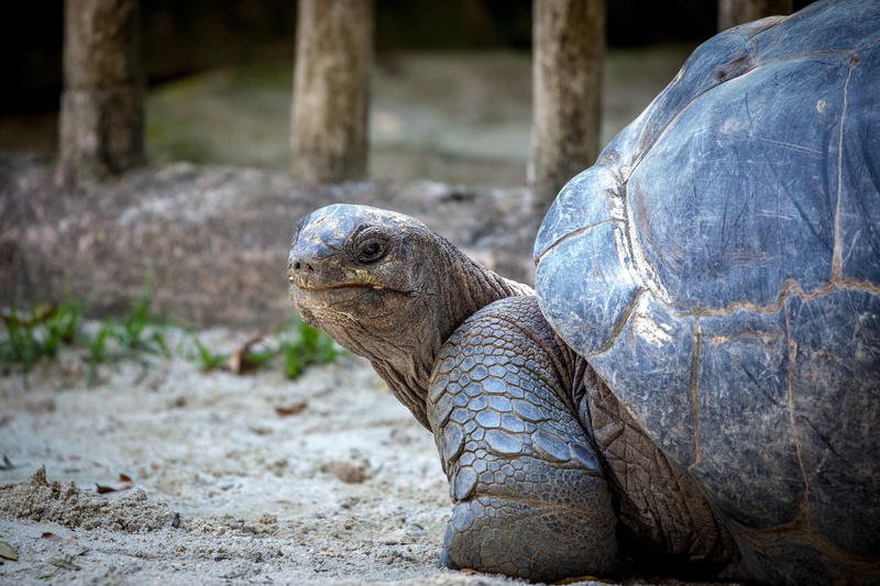 tortoise, focus on foreground, reptile, slowly, animals in the wild, animal, animal head, giant tortoise, dirt, panzer, day, outdoors, nature, animal themes