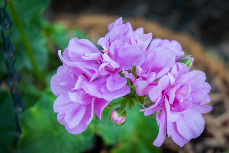 no people, green, close-up, purple, nature, flower, pink color, flower head, living things, inflorescence, fragility, beauty in nature, flowering plant