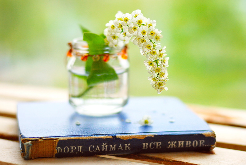 widescreen, flowers, jar, all living things, full screen, Ford D. Simak, book, background, different, 2K, owner, HD pictures, leaves