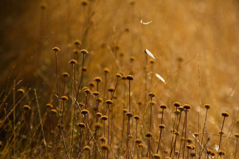 close-up photography, contrast, rural Scene, Italia, crop, sunshine, light, meadow, dof, close, outdoors, warm, autumn  fall, flower, Toscana, Small, plant