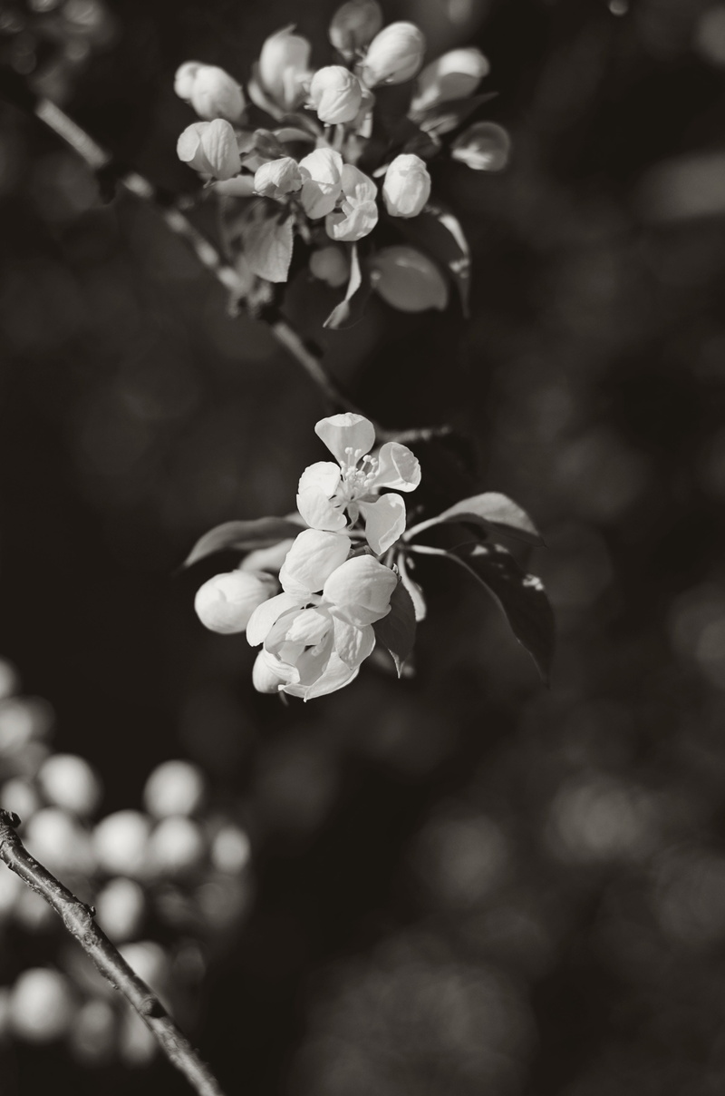 branches, freshness, white flowers, united states, april, 50mm 1.8, day, spring, overhead, beauty in nature, inflorescence, selective focus, close-up, no people