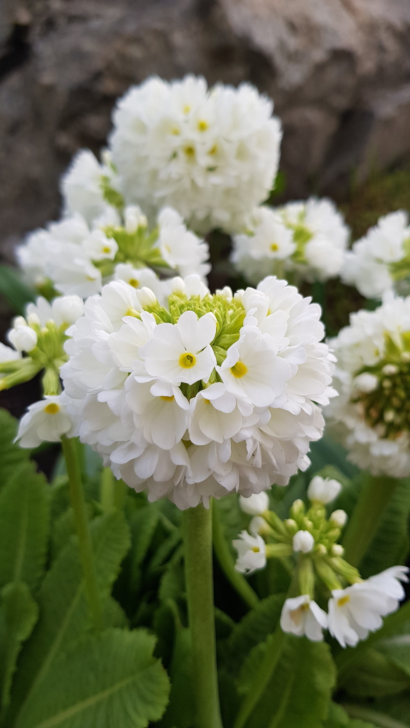 plant part, close-up, flower head, petal, in the spring of, spring, green, freshness, growth, flower thing, nature, flowering plant, focus on foreground