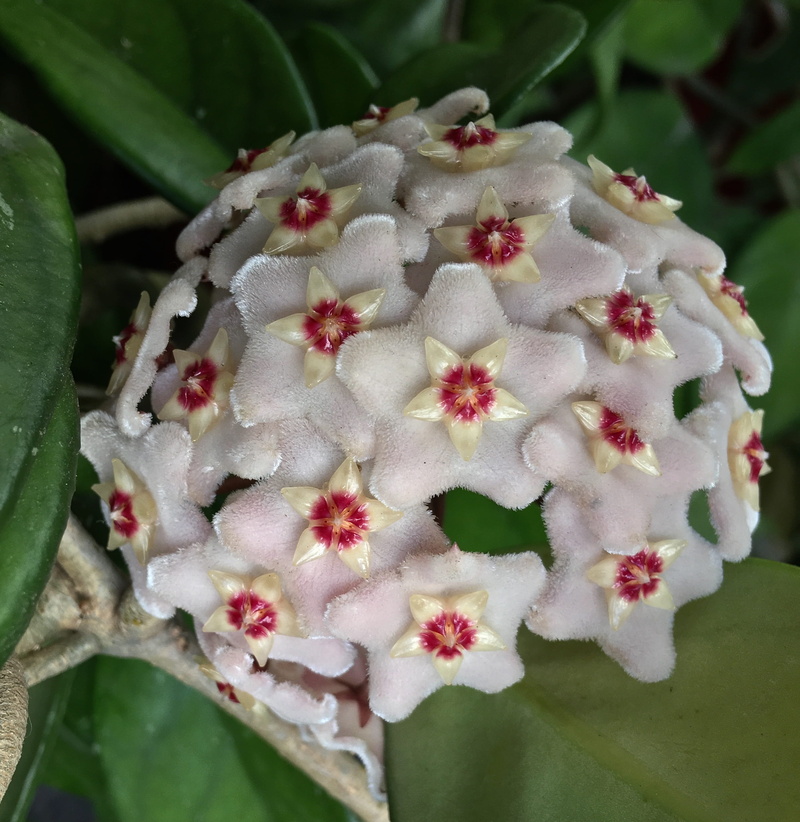 petal, flower mother-of-pearl, high angle view, delicate flower, close-up, freshness, botany, focus on foreground, small, mother of pearl, white color