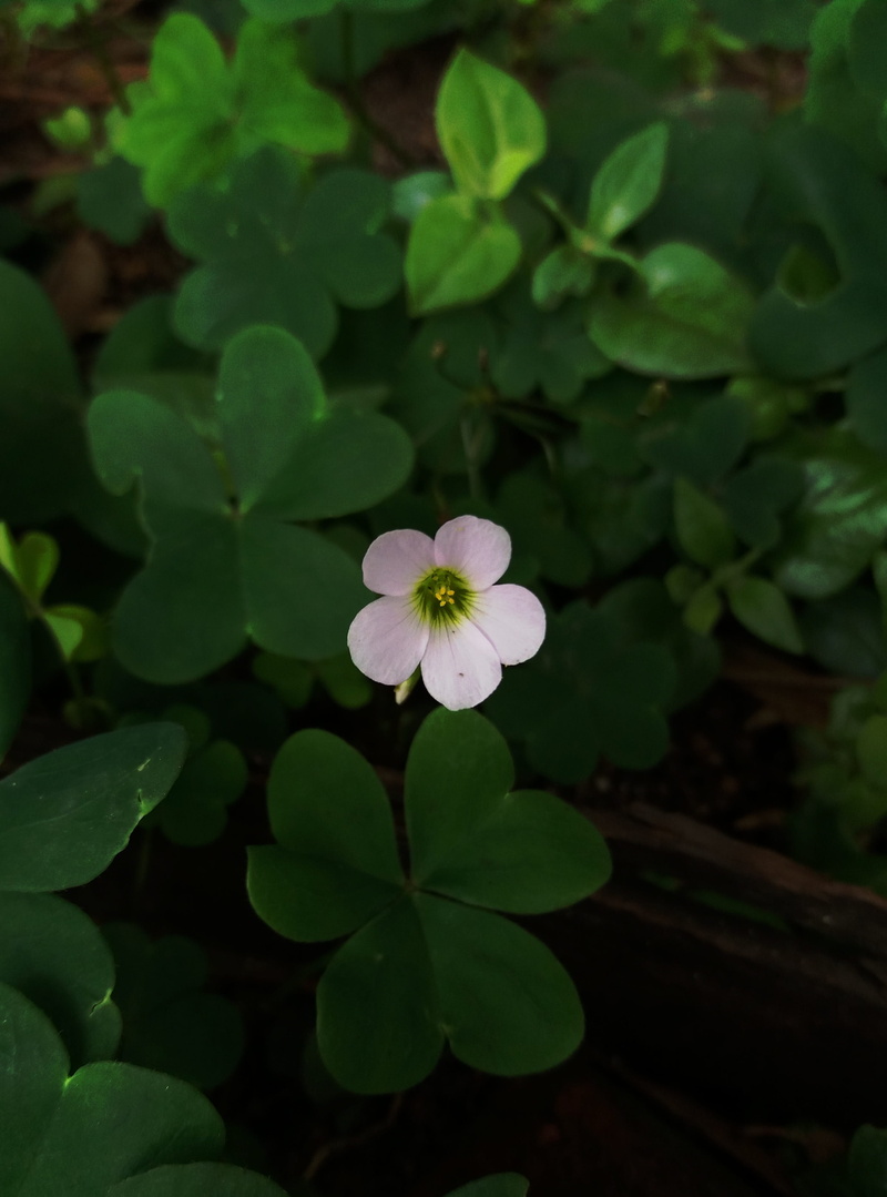 beauty in nature, day, petal, purple, growth, green color, flower, inflorescence, plant, small, close-up, 2K, flower head, white flower, plant part, small things
