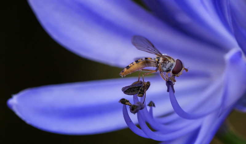 2K, purple flower, flower, photo, blossom, outdoor, plant, brown, nature, fly, Robber Fly, insect, pollination, robber, little things, close-up, purple