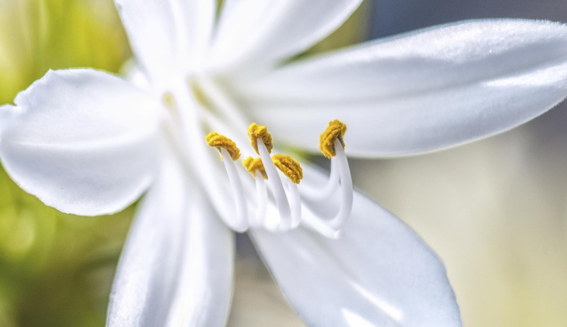 photography, springtime, flower Head, perfect, closeup, 1080P, white, things, petal, shallow, shallow focus, plant, focus, macro, close-up, fleur, flower