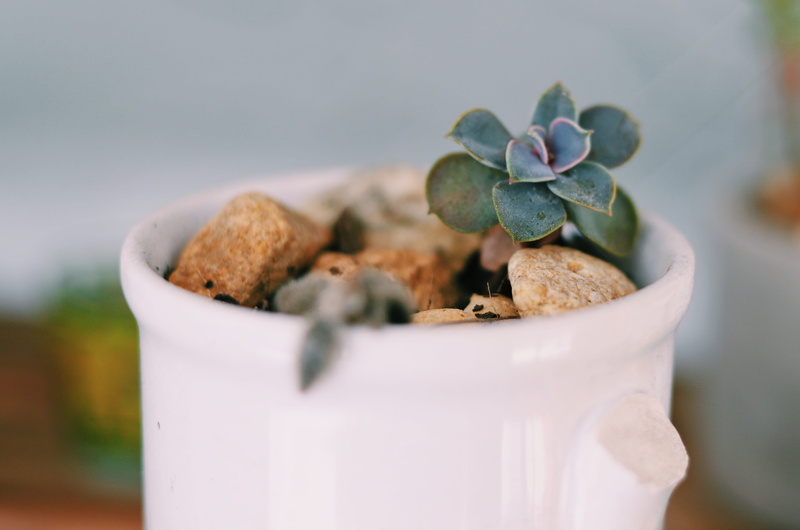 bush, herbal, pottery, planter, food, vase, united states, wellbeing, no people, pot, plant, herbs, furniture, clearwater, 4K, focus on foreground, green